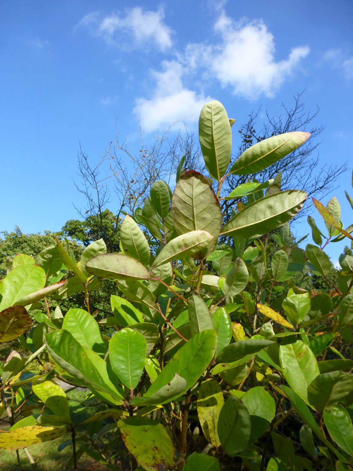 Ogeechee Lime (Nyssa ogeche)